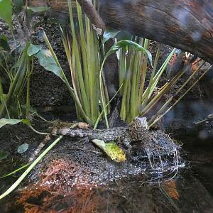 06 2025 - Chinese crocodile lizard