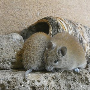 06 2025 - Caïro spiny mouse