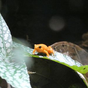 06 2025 - Golden frog