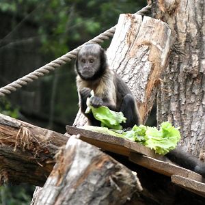 06 2025 - Capuchin monkey