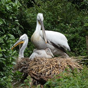06 2025 - Dalmatian pelican hatchling