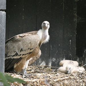06 2025 - Eurasian griffon vulture nest with hatchling