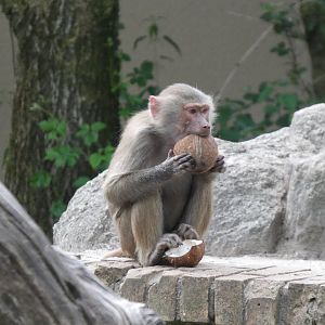 06 2025 - Hamadryas baboon with whole coconut enrichment