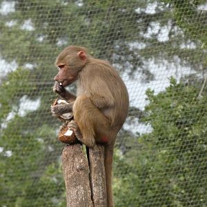 06 2025 - Hamadryas baboon with whole coconut enrichment