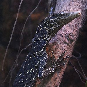 Golden-spotted tree monitor (Varanus boehmei)