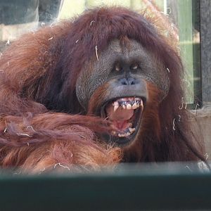 Sumatran orangutan mid-yawn