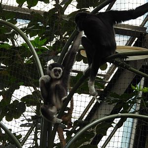 White-handed gibbons