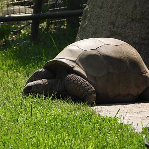 Aldabra giant tortoise