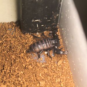 Asian forest scorpion (Heterometrus cf. longimanus longimanus) - Suraloka Interactive Zoo
