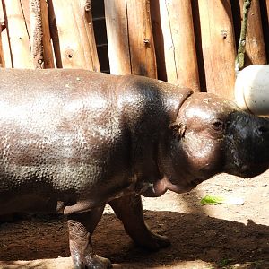 Pygmy hippopotamus