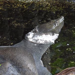 Nile softshell turtle