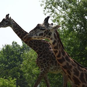 Masai giraffes