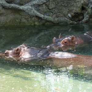 River hippopotamuses