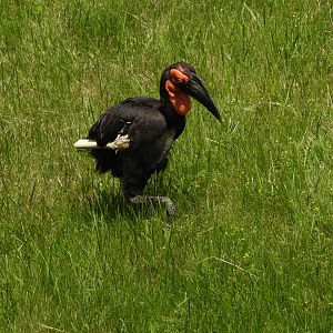 Southern ground hornbill