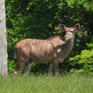 Greater kudu