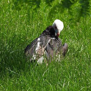 White-headed vulture