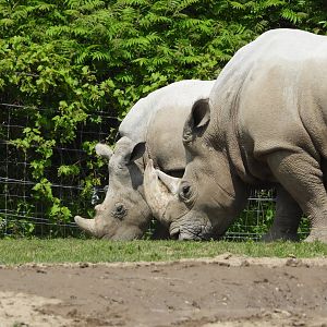 White rhinoceroses