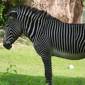 Grevy's zebra