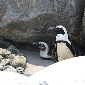 African penguins