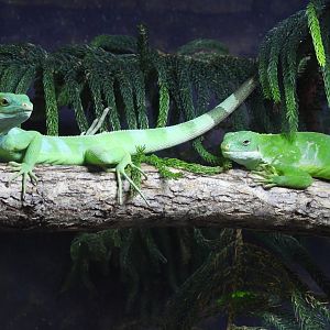 Lau banded iguanas