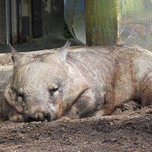 Southern hairy-nosed wombat