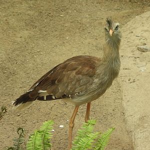 Red-legged seriema