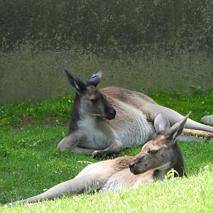 Western grey kangaroos