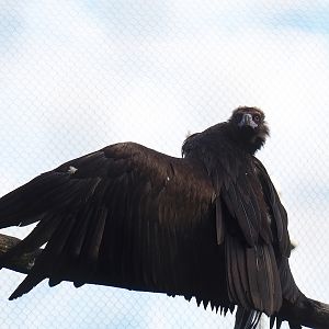 Cinereous vulture (Aegypius monachus), 2023-05-13