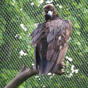 Cinereous vulture (Aegypius monachus), 2023-05-13