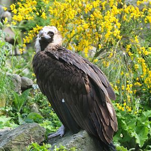 Cinereous vulture (Aegypius monachus), 2023-05-13