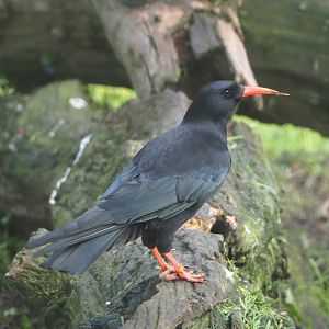 Red-billed chough (Pyrrhocorax pyrrhocorax), 2023-05-13