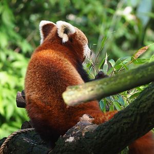 Nepalese red panda (Ailurus fulgens), 2023-05-13