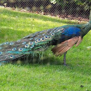 Green peafowl (Pavo muticus), 2023-05-13
