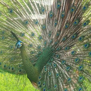 Displaying green peafowl (Pavo muticus), 2023-05-13