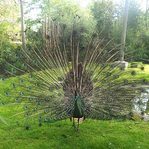 Displaying green peafowl (Pavo muticus), 2023-05-13