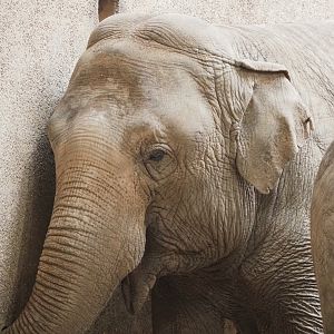 Asian elephant (Elephas maximus), 2023-05-13