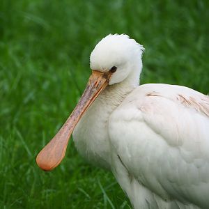 Juvenile Eurasian spoonbill (Platalea leucorodia), 2023-05-13