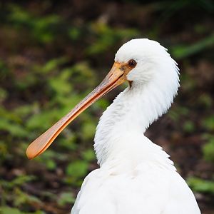 Juvenile Eurasian spoonbill (Platalea leucorodia), 2023-05-13
