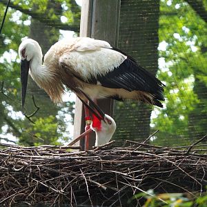 Oriental white storks (Ciconia boyciana), 2023-05-13