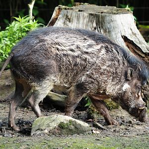 Negros Visayan warty pig (Sus cebifrons negrinus), 2023-05-13