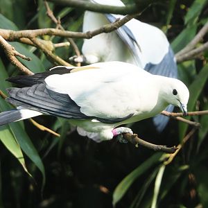 Pied imperial pigeon (Ducula bicolor), 2023-05-13