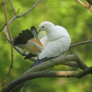 Pied imperial pigeon (Ducula bicolor), 2023-05-13