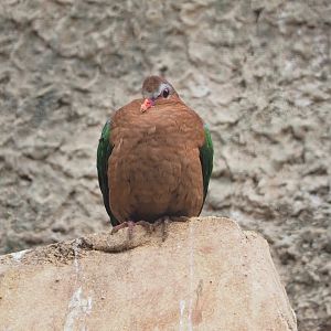 Grey-capped emerald dove (Chalcophaps indica), 2023-05-13