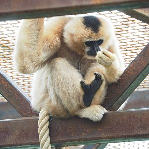 Northern white-cheeked gibbon (Nomascus leucogenys), 2023-05-13