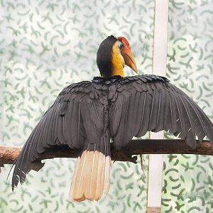 Wrinkled hornbill (Rhabdotorrhinus corrugatus), 2023-05-13
