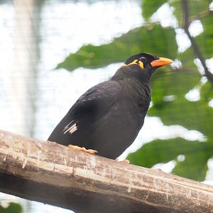 Greater hill myna (Gracula religiosa intermedia), 2023-05-13