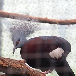 Sclater's crowned pigeon (Goura sclateri), 2023-05-13