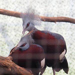 Sclater's crowned pigeons (Goura sclateri), 2023-05-13