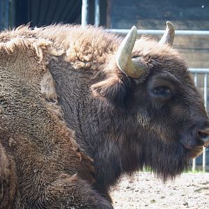 Wisent (Bison bonasus), 2023-05-13