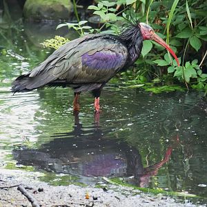 Waldrapp (Geronticus eremita), 2023-05-13